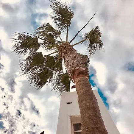 Le Family Palms *